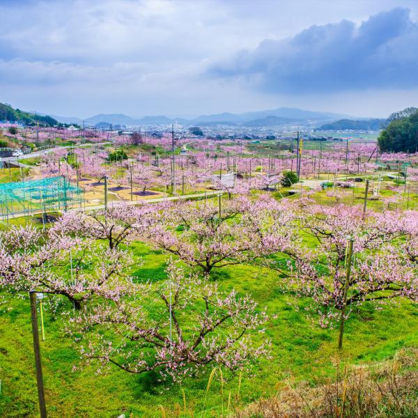 赤磐市の桃畑（鴨前・西中地区）