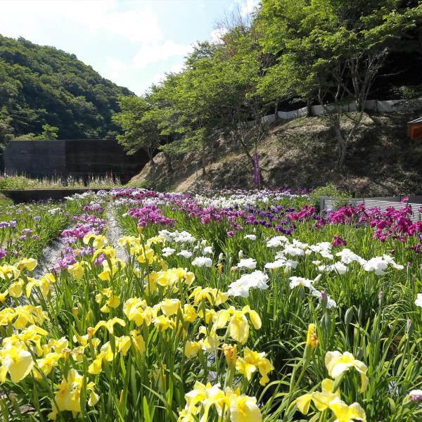 花菖蒲園