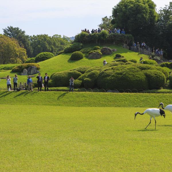 岡山後楽園タンチョウ