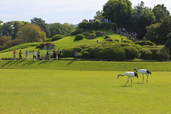 岡山後楽園タンチョウ