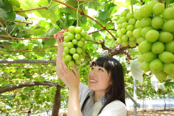ぶどう狩り（マスカット）