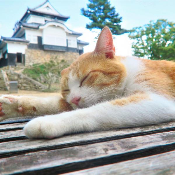 備中松山城　猫城主さんじゅーろー