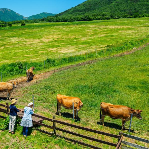 蒜山高原ジャージー牛
