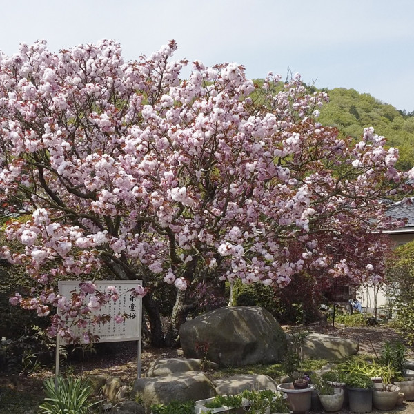 宗堂桜