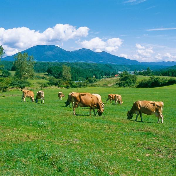 蒜山高原ジャージー牛