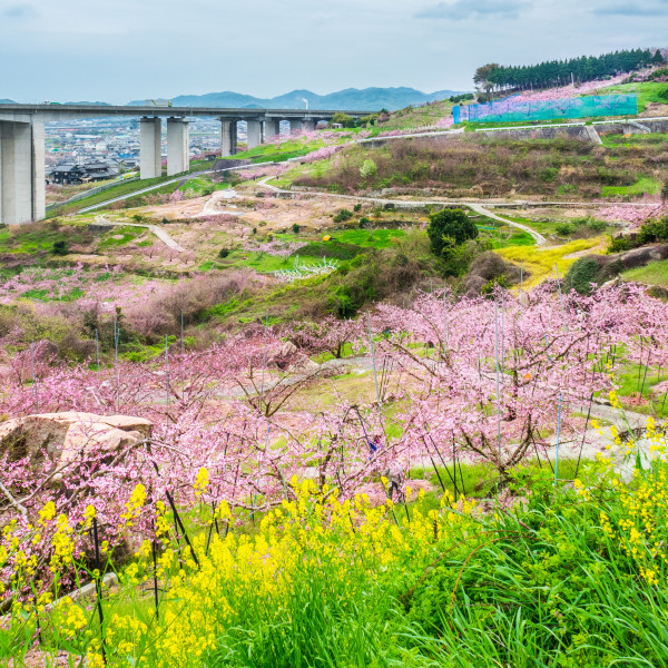 倉敷市の桃畑（玉島）
