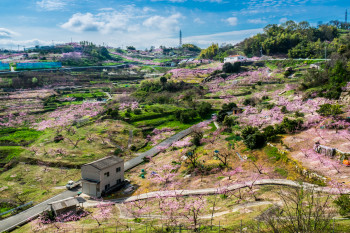 倉敷市の桃畑（玉島）