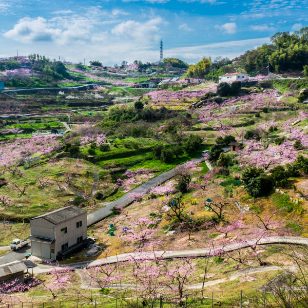 倉敷市の桃畑（玉島）
