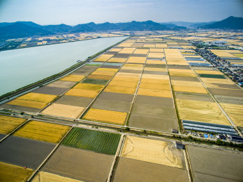 児島湾干拓地のビール麦畑