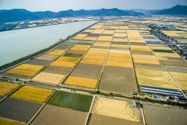 児島湾干拓地のビール麦畑