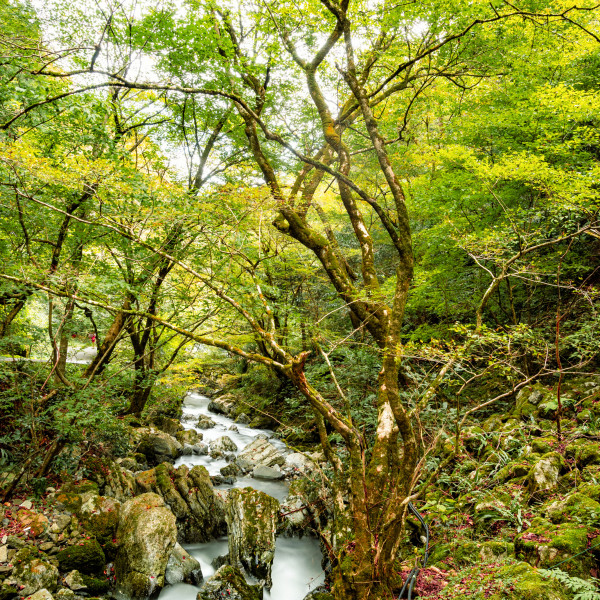 神庭の滝（縦）