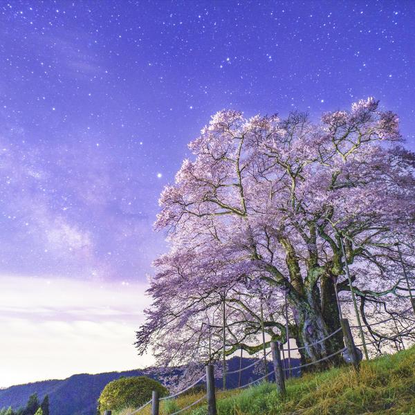 醍醐桜