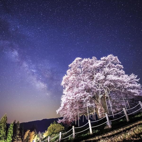 醍醐桜