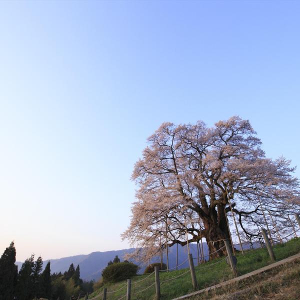 醍醐桜