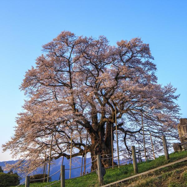 醍醐桜