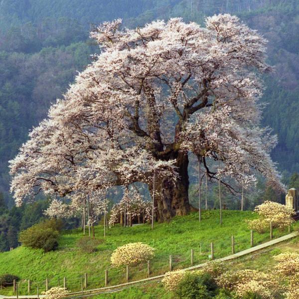 醍醐桜