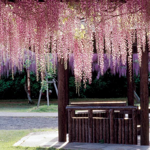 藤公園
