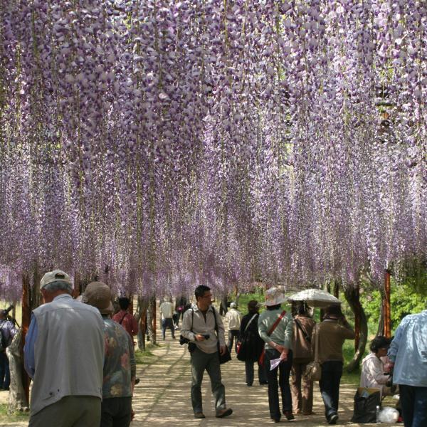 藤公園