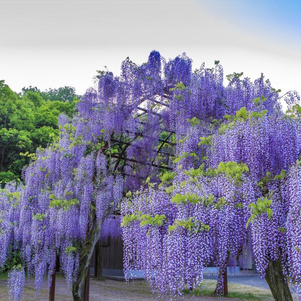 藤公園