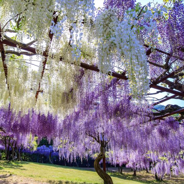 藤公園