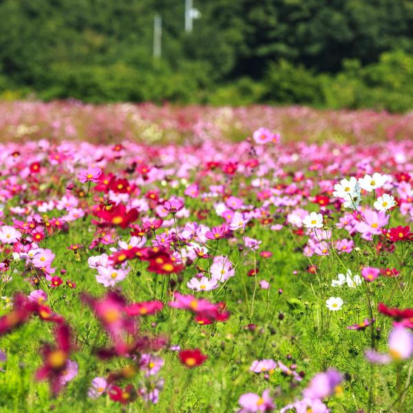 笠岡湾干拓地のコスモス畑