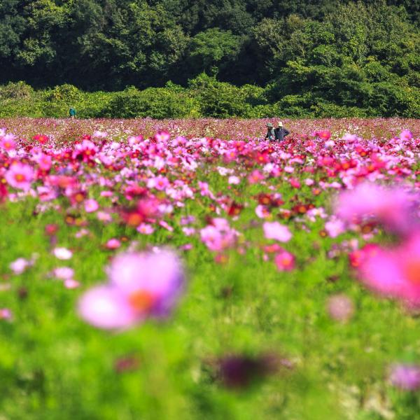 笠岡湾干拓地のコスモス畑