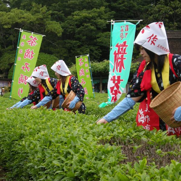 岡山後楽園　茶つみ祭