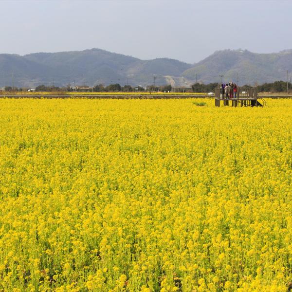 笠岡湾干拓地の菜の花畑
