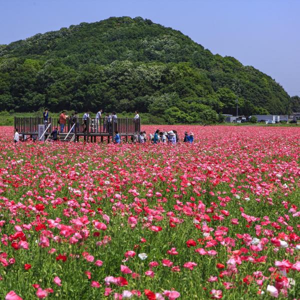 笠岡湾干拓地のポピー畑