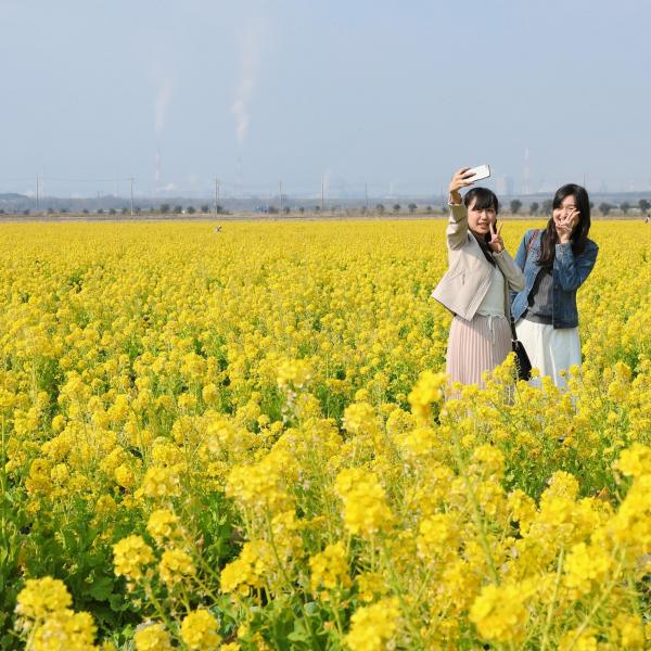笠岡湾干拓地の菜の花畑