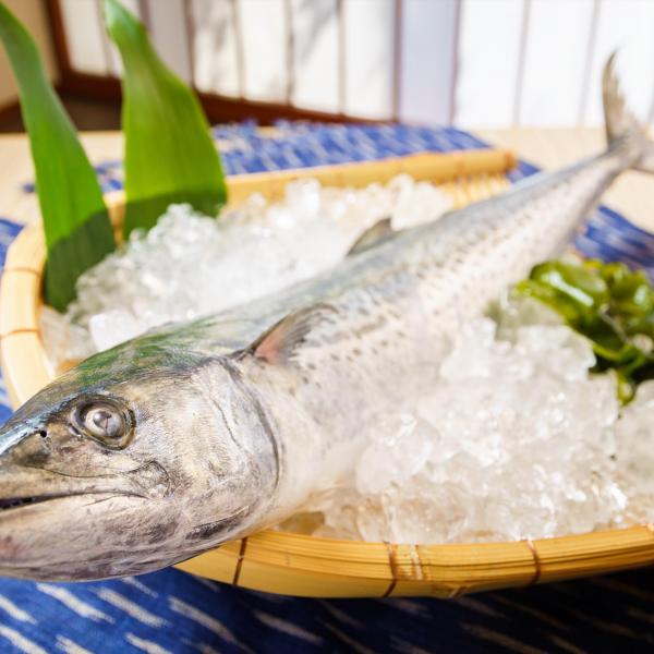 鰆（サワラ）