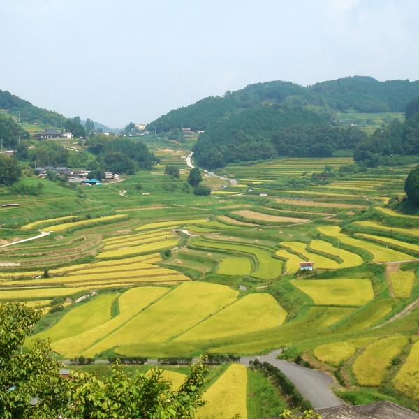 大垪和西の棚田
