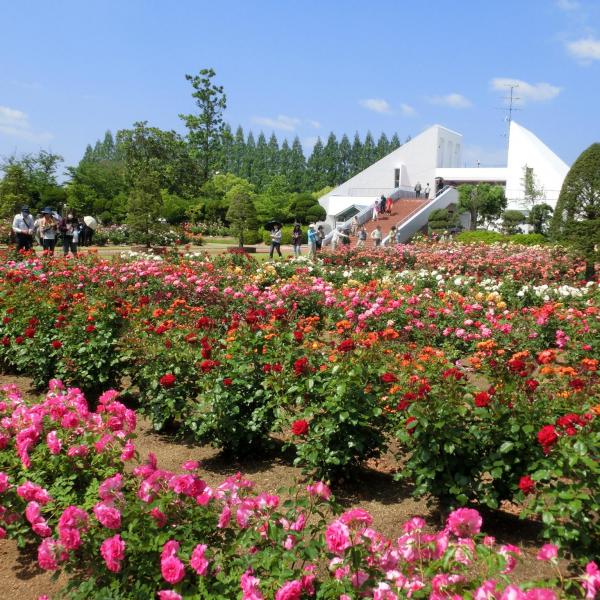 RSKバラ園
