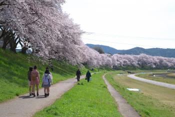旭川さくら道