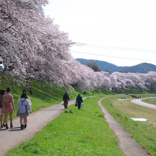 旭川さくら道