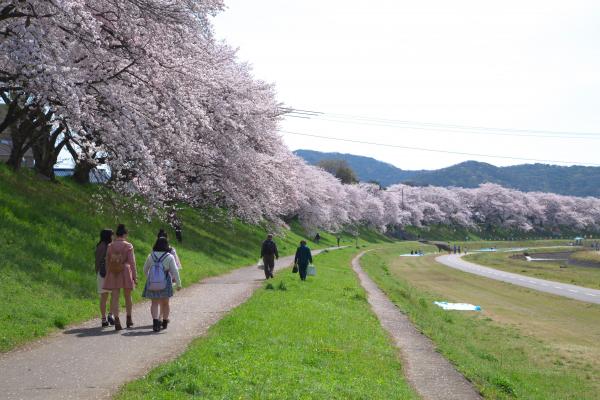 旭川さくら道