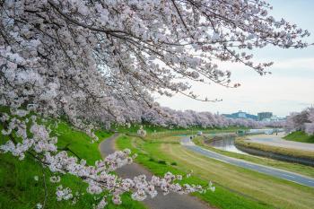 旭川さくら道
