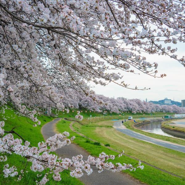 旭川さくら道