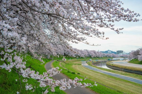 旭川さくら道