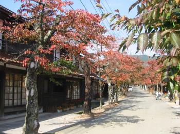 がいせん桜通り