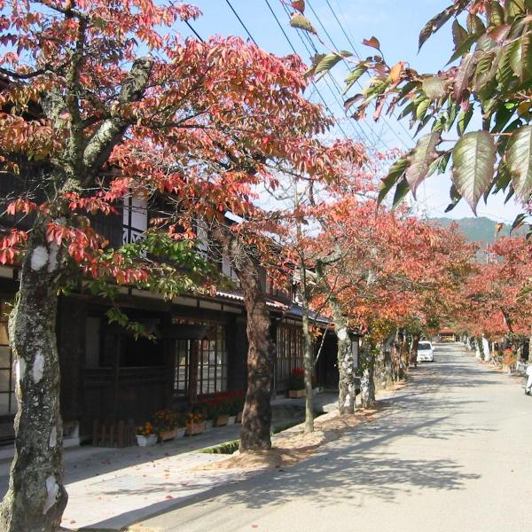 がいせん桜通り
