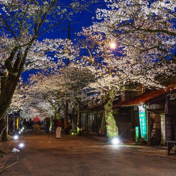 がいせん桜通り
