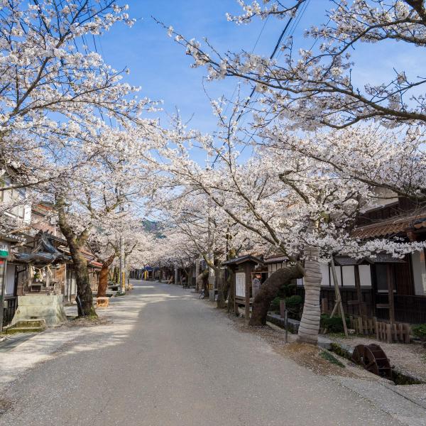 がいせん桜通り