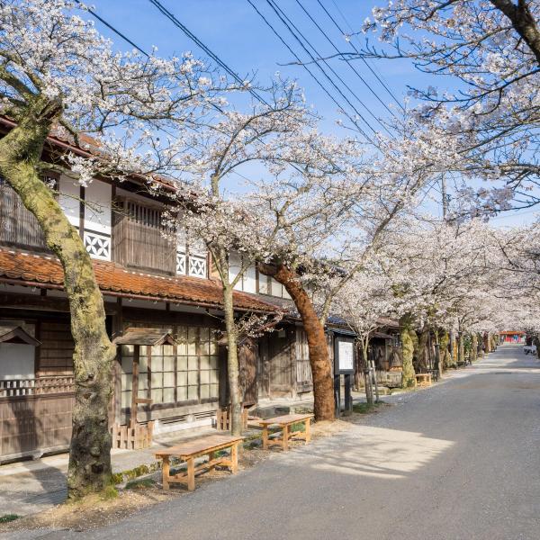 がいせん桜通り