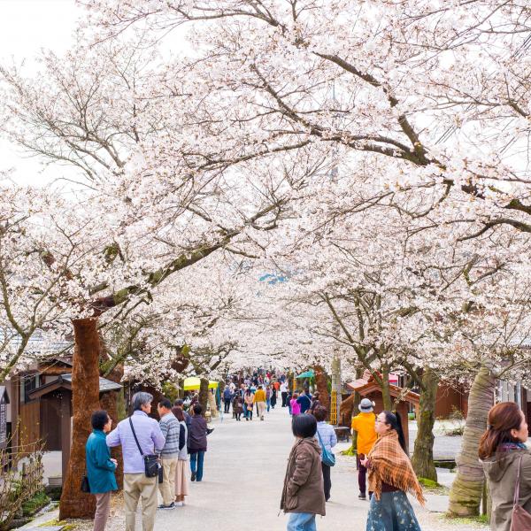 がいせん桜通り