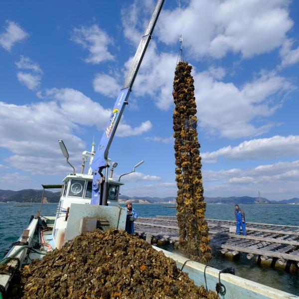 牡蠣（カキ）の水揚げ