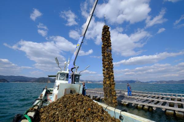 牡蠣（カキ）の水揚げ