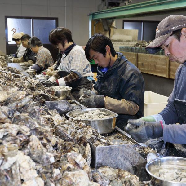 牡蠣（カキ）の殻剥き