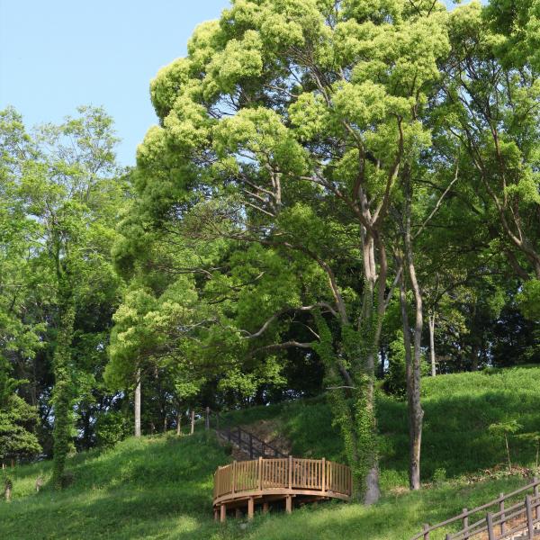 つばきの丘公園（縦）