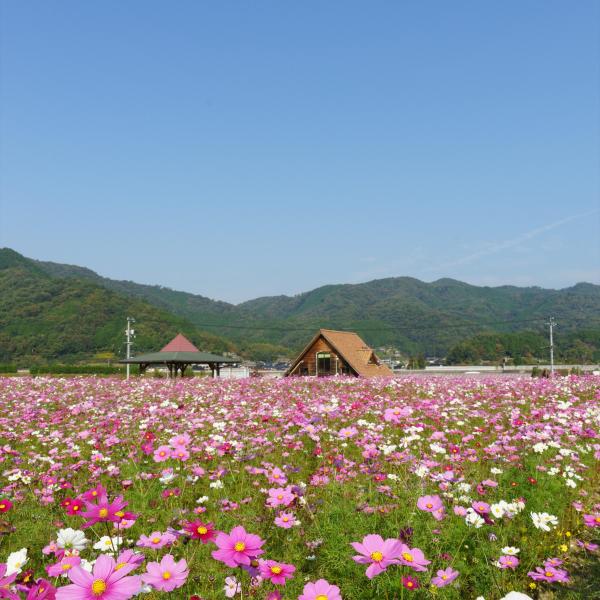 北房コスモス広場（縦）